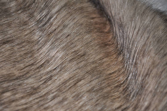 Brown  Long Hair Fur Fabric 150cm Fox Faux，Quality guaranteed, bring you the ultimate luxury experience